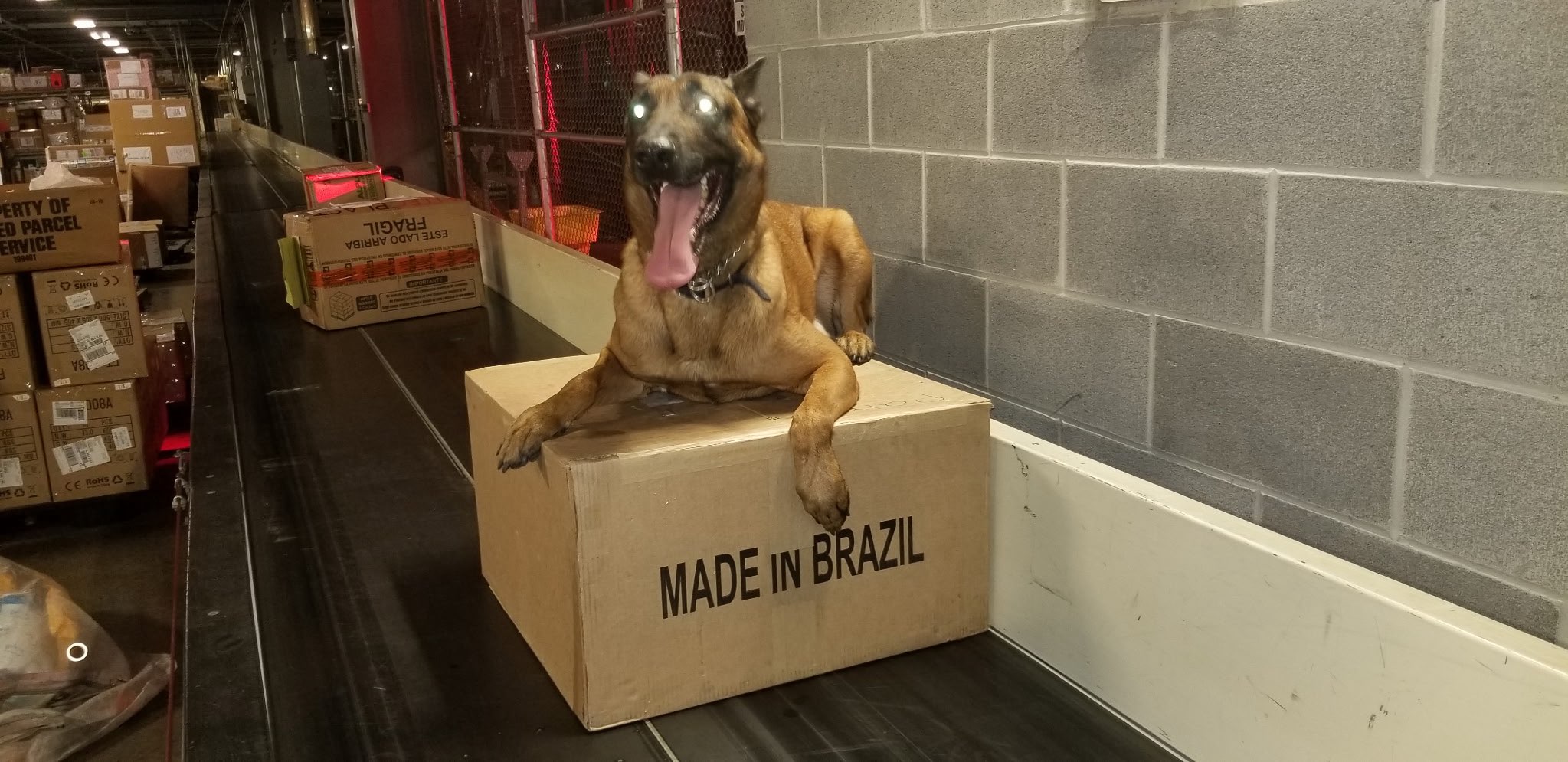 Package secured — K9 approved.